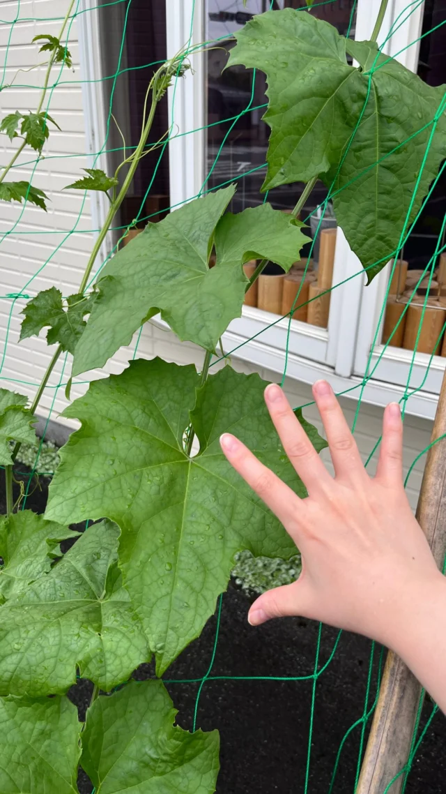 【グリーンカーテン、1ヶ月後の様子🌿】

気づけば、植えてから約1ヶ月。
同じネットに並んでいるのに、それぞれ成長の仕方がかなり違ってきました！

食用ヘチマは、立派な葉を次々に広げながら、ひたすら上へ。
縦に伸びる力が強くて、見ているこちらまで背筋が伸びるような勢いです。

ゴーヤは、上へも横へもバランスよく成長中。
ネットをしっかり使いながら、少しずつ緑の“面”をつくってくれています。
グリーンカーテン担当としては、現時点でかなりの優等生です。

そしてシカクマメはというと……、今のところ、存在感は控えめ。
大器晩成タイプなのか、遠慮深いのか、それともまだ気分が乗っていないのか 笑

同じ日に植えても、伸び方や葉の広がり方はそれぞれ。
毎朝の水やりの時間に、小さな変化を見つけるのも楽しみになっています。

暑さが本格的になる頃には、店先がどこまで緑で包まれているでしょうか。

シカクマメの逆転にも、ひそかに期待しています🌱

🪑- - - - - - - - - - - - - - - - - - - - - - - - - -

🚩 その他の投稿はこちら⇨ @oak_kagu 

✦ 下見やご相談だけも大歓迎！気軽にお越しください💁‍♀️
✦ お子様向けにアニメや絵本などをご用意しています！
✦ ご予算やご要望に応じて柔軟にご提案いたします。

【家具・インテリア館 オーク】
住所 : 山梨県南アルプス市小笠原380-1
営業時間 : 12:00〜19:00(毎週水曜・隔週金曜休み)
TEL : 055-282-5251

🪑- - - - - - - - - - - - - - - - - - - - - - - - - -

#インテリアショップ⠀
#木工家具
#無垢材家具
#カーデニング